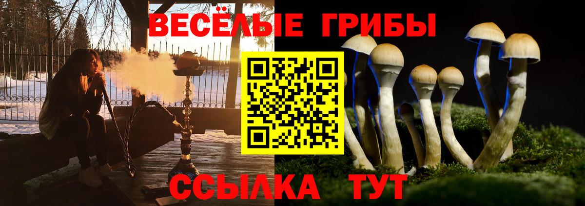 Галлюциногенные грибы Psilocybe Чита
